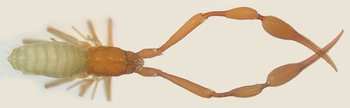 Representative image of Acanthocreagris