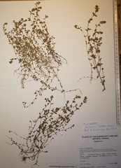 Euphrasia hudsoniana