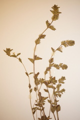Euphrasia hudsoniana