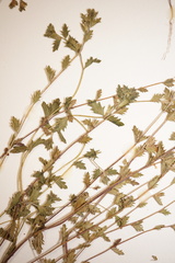 Euphrasia hudsoniana