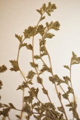Euphrasia hudsoniana