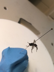 Coelopidae