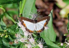 Nymphidium trinidadi