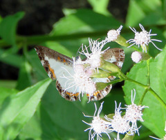 Nymphidium trinidadi
