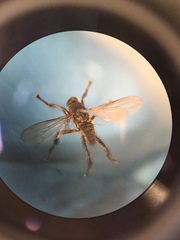 Coelopidae