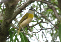 Pachyramphus viridis
