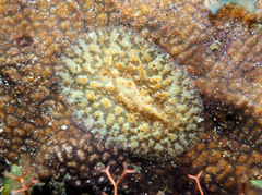 Asteronotus mimeticus