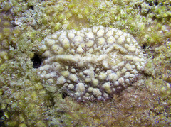 Asteronotus mimeticus