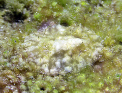 Asteronotus mimeticus