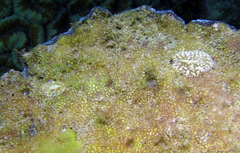 Asteronotus mimeticus