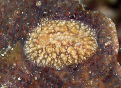 Asteronotus mimeticus