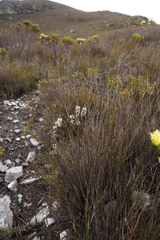 Erica grisbrookii