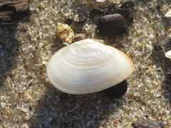 Abra alba