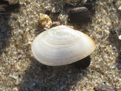 Abra alba