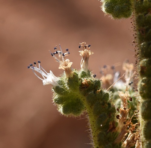 Phacelia palmeri