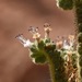 Phacelia palmeri - Photo (c) lonnyholmes, alguns direitos reservados (CC BY-NC), uploaded by lonnyholmes