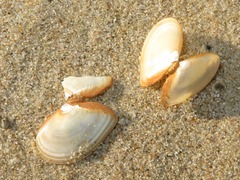 Abra alba
