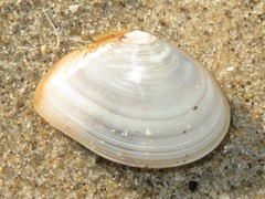 Abra alba