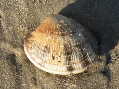 Ruditapes philippinarum