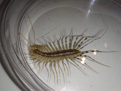 Scutigera coleoptrata