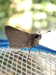 Lerodea eufala concepcionis