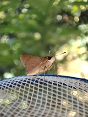 Lerodea eufala concepcionis