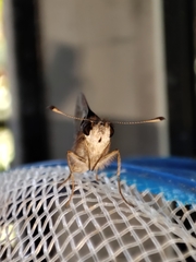 Lerodea eufala concepcionis