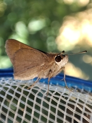 Lerodea eufala concepcionis