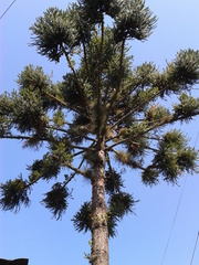 Araucaria