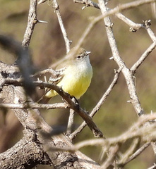 Southern Scrub Flycatcher photo 4
