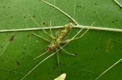 Meconema meridionale