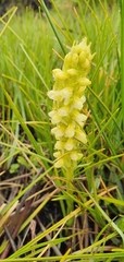 Disa obtusa