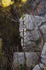 Erica grisbrookii
