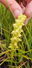 Disa obtusa