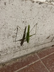 Orthoptera