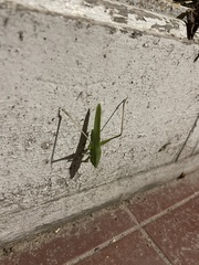 Orthoptera