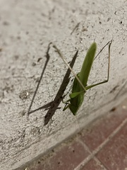 Orthoptera