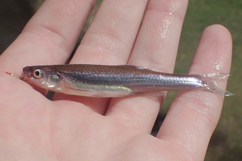 Carmine Shiner (SD Fish Passage Guide ) · iNaturalist