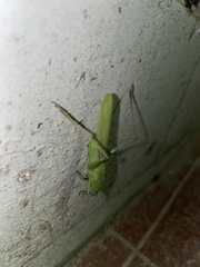 Orthoptera