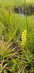 Disa obtusa