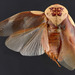 Gyna centurio - Photo (c) Biological Museum, Lund University:  Entomology, some rights reserved (CC BY-NC)