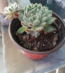 Crassulaceae