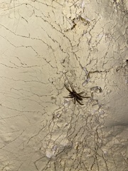 Kukulcania hibernalis