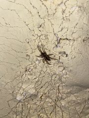 Kukulcania hibernalis
