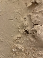 Kukulcania hibernalis