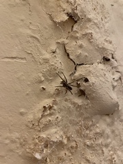 Kukulcania hibernalis