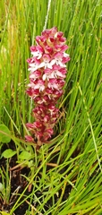 Disa albomagentea
