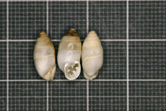 Euchondrus ramonensis