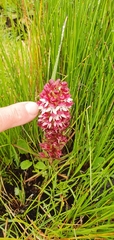 Disa albomagentea