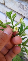 Nicotiana obtusifolia